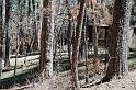 Deer at the cabin next to us